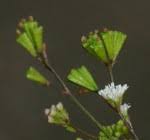 Image result for Boerhavia erecta