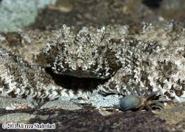 Orumcek Kuyruklu Boynuzlu Yilan Ile Tanisin Viper Snake Spider Unique Animals