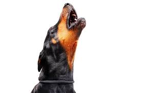 How To Stop Dog Barking When Left Alone