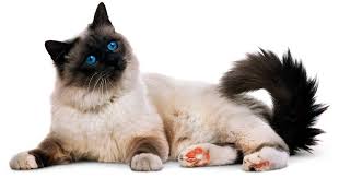 Cats have been domesticated (tamed) for nearly 10,000 years. Types Of Cats Domestic Cat Breeds Dk Find Out