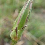 Image result for Pseudopodospermum hispanicum