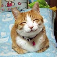 Wallpaper kartun kucing comel kucingcomel com. Kucing Comel Kucingsolo Twitter