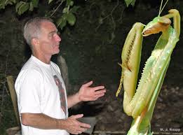 Check spelling or type a new query. Mantises And Martinis The Chinese Praying Mantis I Tenodera Aridifolia Sinensis I Bug Of The Week