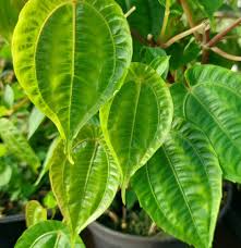 Image result for Pilea angolensis