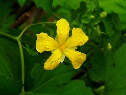 Image result for Momordica pterocarpa