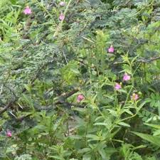 Image result for Hermannia kirkii