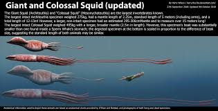 Giant Squid And Colossal Squid Size By Harry The Fox