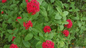 Image result for Pentas longiflora