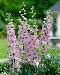 Image result for Delphinium