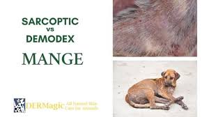 Image result for scabies dogs detail