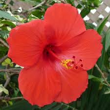 Hibiscus, plants and varieties for sale. Spring Special Hawaiian Red Hibiscus Cutting 4 Pack Walmart Com Walmart Com