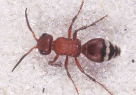 Their favourite food includes beetles, flies, wasps, and other bees. Mutillidae Velvet Ants