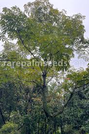 Image result for Sterculia