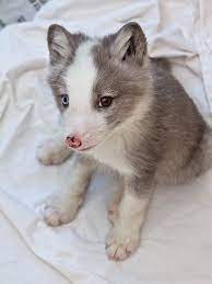 How Big Are Arctic Fox Babies