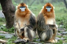 Pour florenzi, mbappé est le joueur le plus fort du monde ! Shennongjia Devrait Devenir La Plus Grande Reserve De Singe Dore Au Nez Retrousse Du Monde Le Blog De Xiu