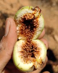 Image result for Vigna racemosa