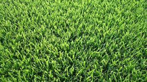 When zoysia grass is all healthy and flourished, spray them with herbicide. Everything You Need To Know About Zoysia Grass Wikilawn