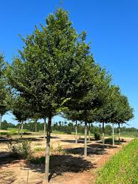 Image result for Ulmus parvifolia