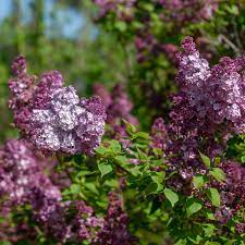 Hostas, clematis and weigela make great companion plants and mix this lilac bush is great to use in a mixed plant bed border or even as a foundation plant. 14 Beautiful Types Of Lilac