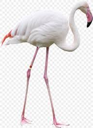 Bird Greater Flamingo Clip Art Png 1169x1600px Bird Beak