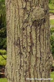 The girth can be up to 4.5 m. Hopea Odorata Roxb
