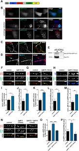 Categoria / nível da bolsa: Light Activated Ros Production Induces Synaptic Autophagy Journal Of Neuroscience