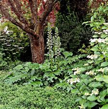 Image result for Caucanthus auriculatus