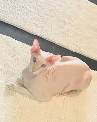 At alluring sphynx kittens, you can get the sphynx kittens for sale at the best prices. Peterbald Kittens Persian Kittens For Sale Sphynx Kittens For Sale Donskoy Kittens For Sale Peterbald Kittens