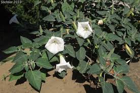 Image result for Datura inoxia