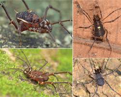 Image result for Pseudocalyx ochraceus