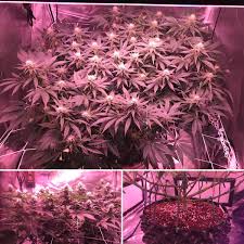 Does your led grow light have a veg or flower switch? Unit Farm Led Grow Lights On Twitter Delahaze Week 5 In Flower Grow By Donfazool Indoorgrow Leds Ledgrow Lite200led Ledgrowlights Cannabisgrow Unitfarm Thc Canabiscommunity Cbd Marijuana Growerlife Growyourown Https T Co Qorkvgsrdj