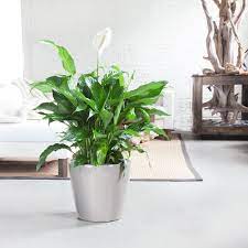 3.feng shui nasıl yapılır (uygulanır)? 7 Plante Feng Shui Care Atrag Energiile Pozitive In Casa Ta