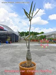 Image result for Ctenium somalense