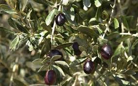 Olive Oil Nature S Wonderland Jewish Kids