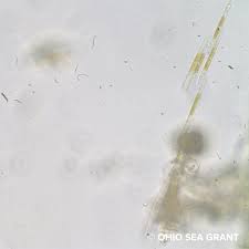 Image result for Entada bacillaris