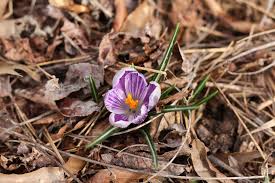 Crocus flowers come in easter egg colors of purple, yellow, lavender, cream and white. Crocus Common Crocus Dutch Crocus Dutch Crows Species Crocuses North Carolina Extension Gardener Plant Toolbox