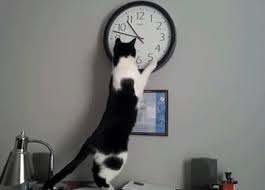 Animated Animal Haiku Timeless Edition Animated Animals Cat Clock White Cat