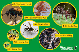 The Top 5 Most Painful Insect Stings Western Exterminator