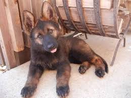 New and used items, cars, real estate, jobs, services ckc registered german shepherd female puppy, black and tan puppy top european bloodlines, parents have excellent temperaments, health. Sable Long Haired German Shepherd Puppies Pets Lovers