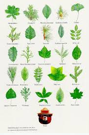 Plant Identification Poster E7bd2d225aba66e89a7ed5490ddceab8