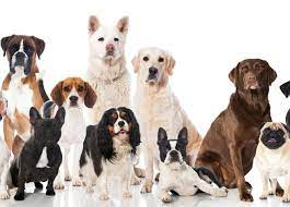 Oggi, 26 agosto, è la giornata internazionale del cane. Qk2r4pyxoyfom