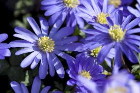 Check spelling or type a new query. Anemone Blanda Discover Flower Bulbs