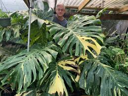 How to care for monstera siltepecana | indoor garden nook. Houston S Best Nurseries For Indoor And Outdoor Plants