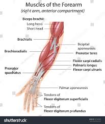 Get in touch with us today! The Forearm All Products Are Discounted Cheaper Than Retail Price Free Delivery Returns Off 60