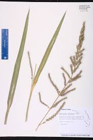 Image result for Pogonochloa