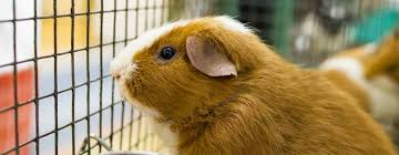 They are some of the most popular types of guinea pig cages, because of their ability to adjust to whatever vacant space you have. Best Large Indoor Guinea Pig Cages Uk 2021 Buying Guide