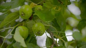 Prune fruit trees for small gardens: Four Small Fruits Of The Stock Footage Video 100 Royalty Free 17935813 Shutterstock