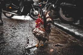 Kahve Falinda Tavuk Gormek Ne Anlama Gelir Muhiku
