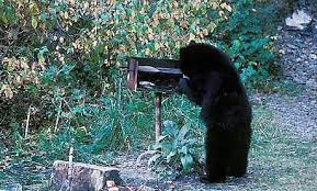 How Many Bears Would Bear Grylls Grill If Bear Grylls Could Grill Bears Bear Grylls Bear Best Funny Pictures