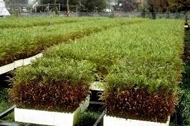 Image result for didymascella thujina